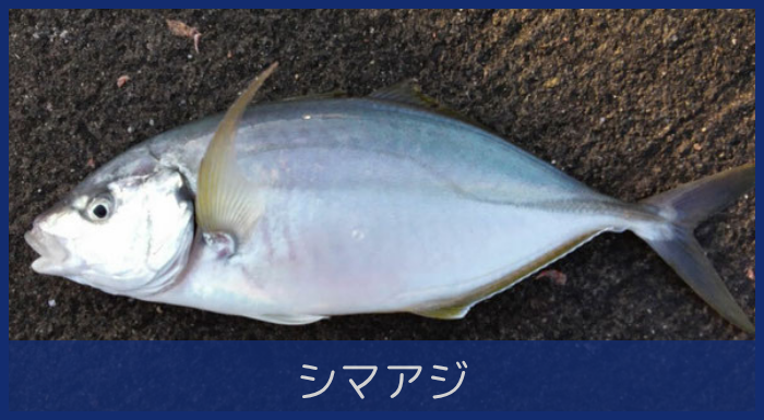 シマアジ