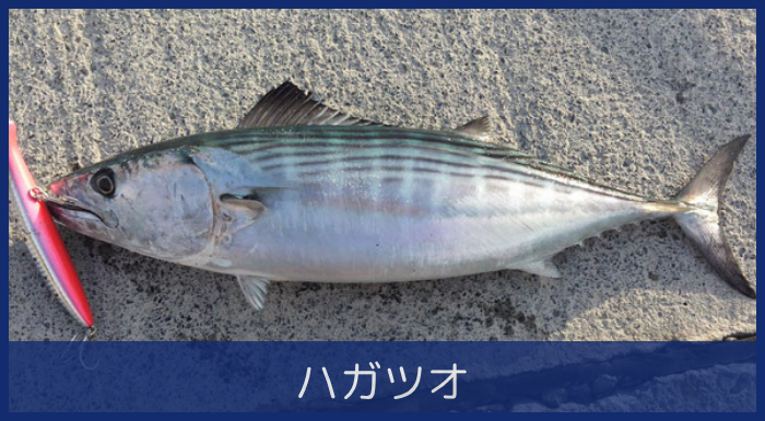 ハガツオ