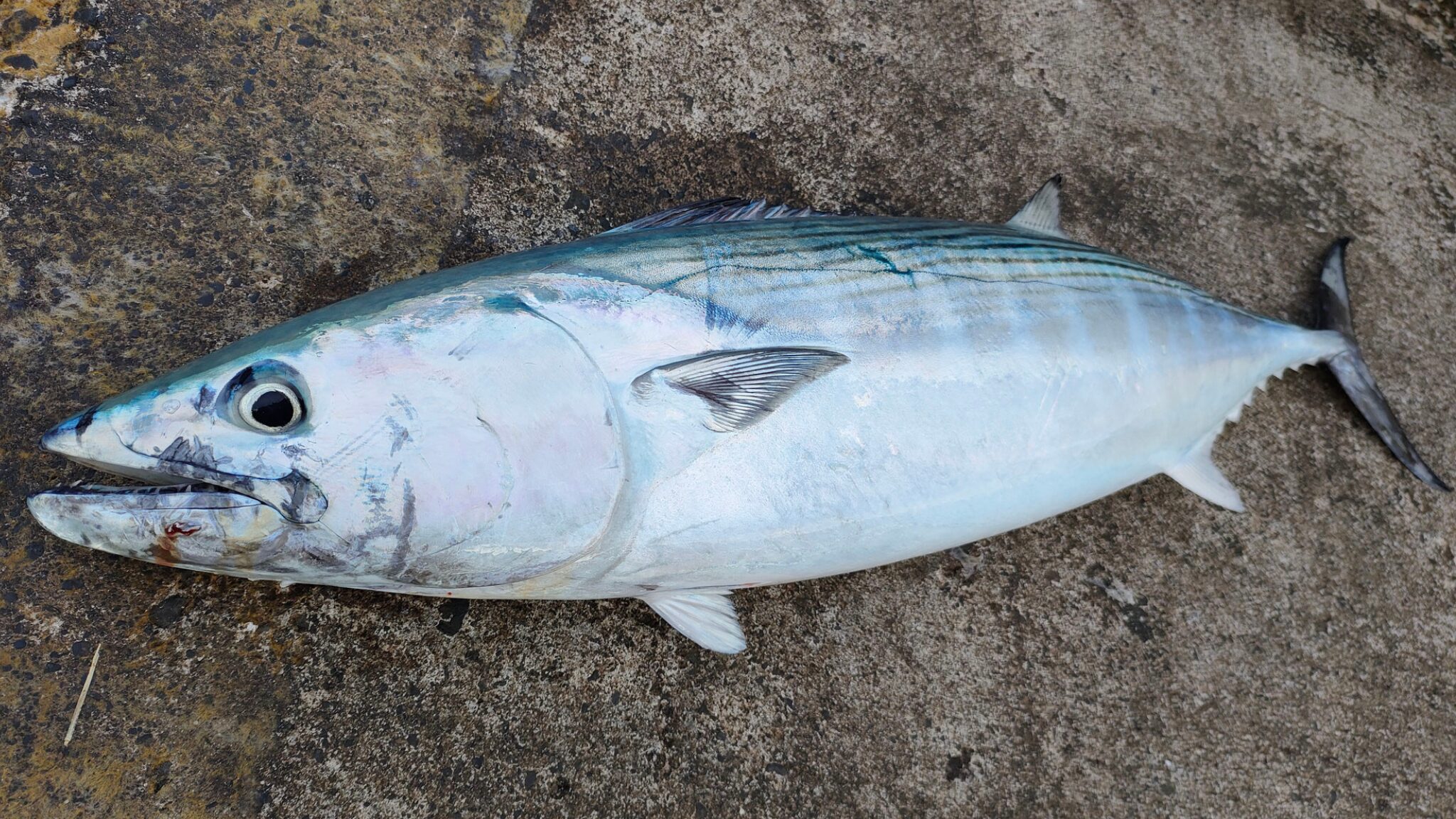 ハガツオ
