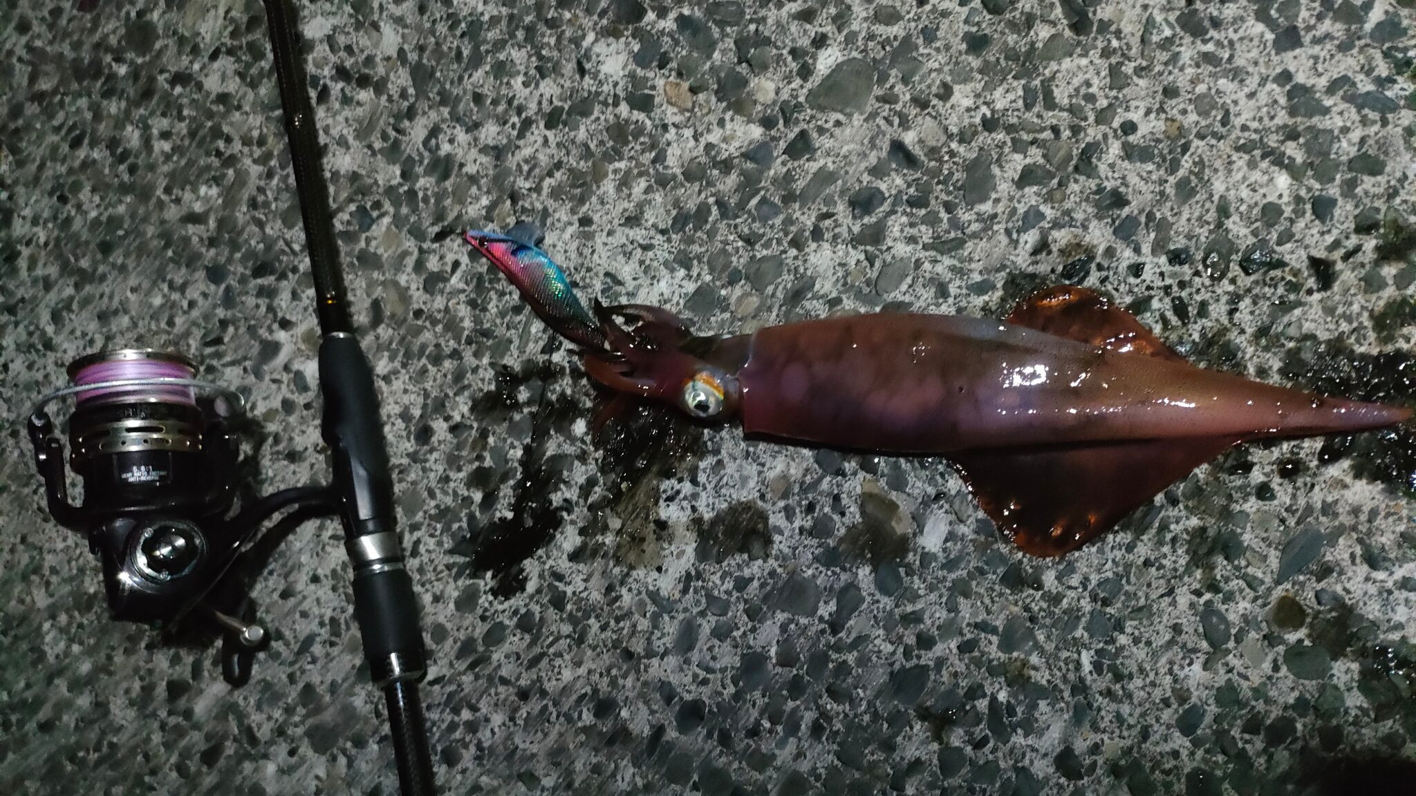 神津島のエギングタックル