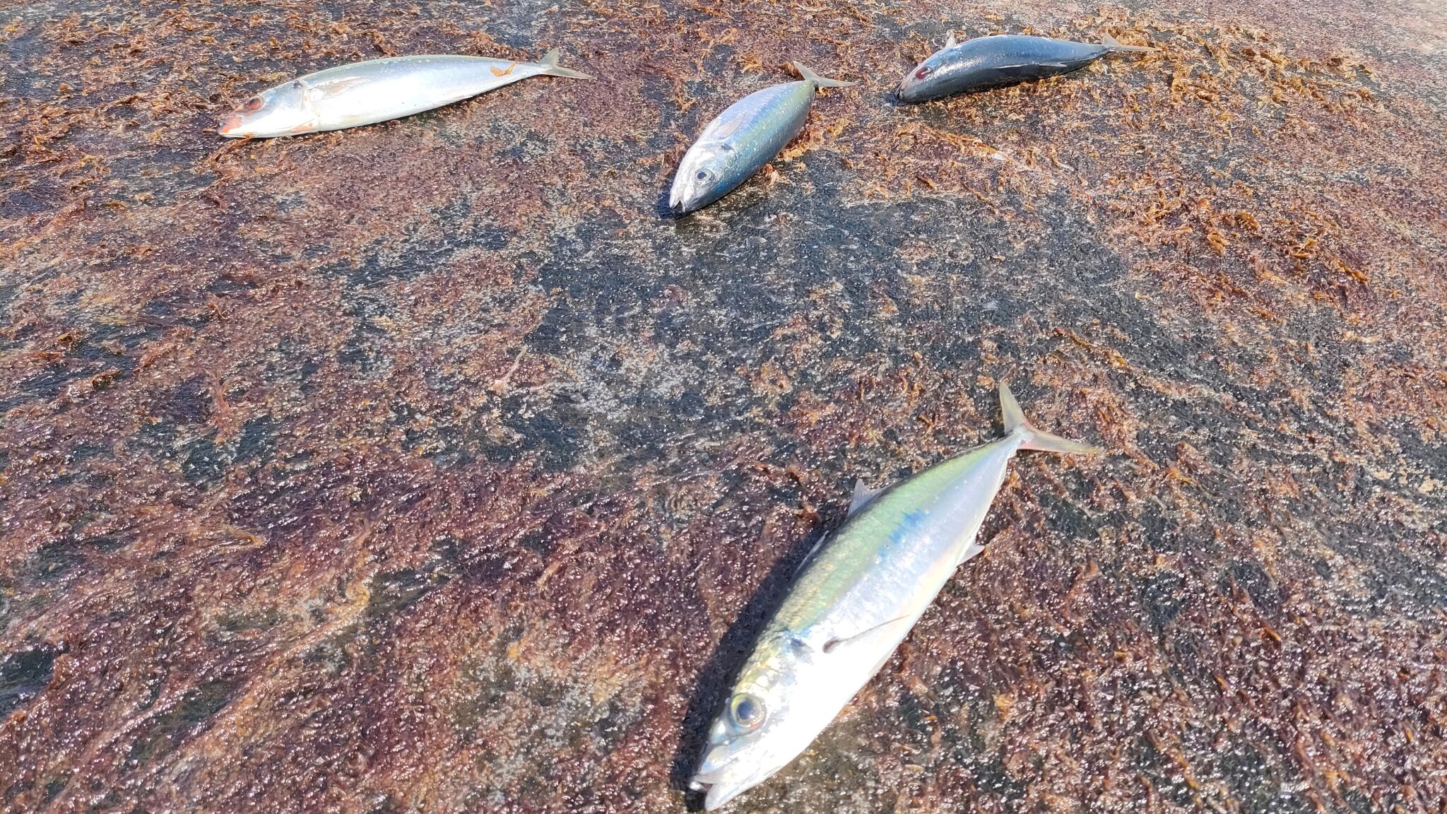 神津島サビキ仕掛けとタックル