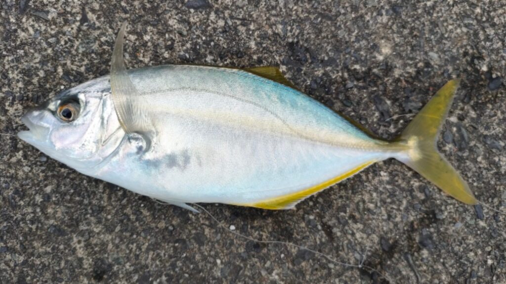 前浜港内で確認したムロアジ