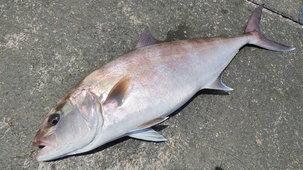 泳がせ釣りで釣れた6kgを超えるカンパチ