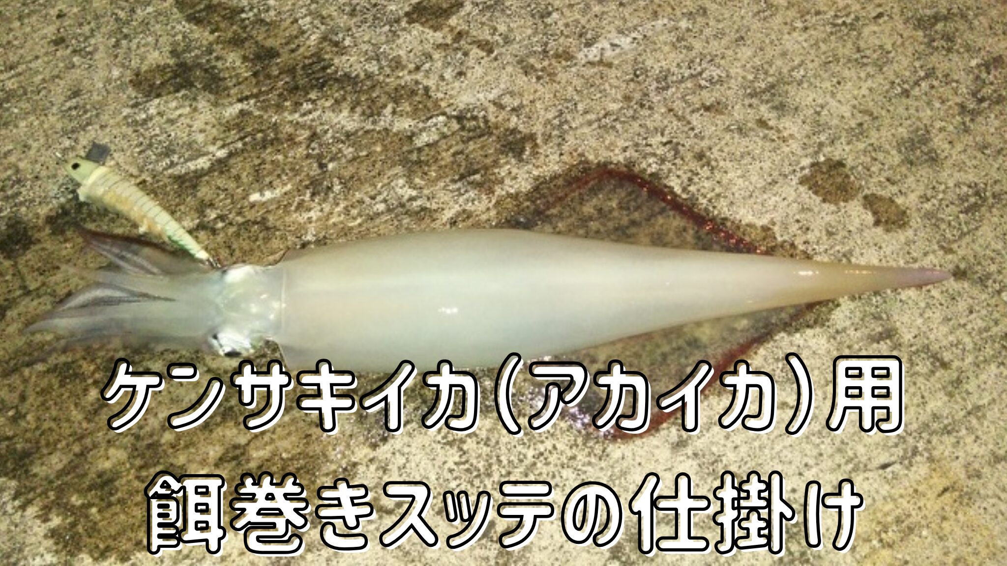 ケンサキイカ用エサ撒きスッテの仕掛け