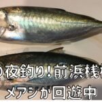 メアジ2匹