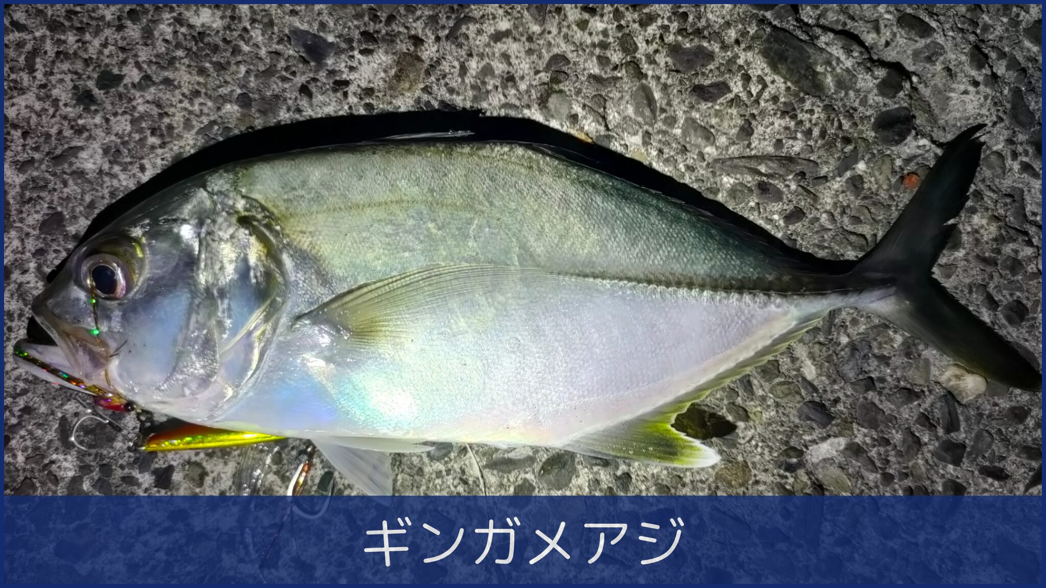 ギンガメアジ