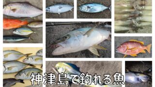 神津島で釣れる魚