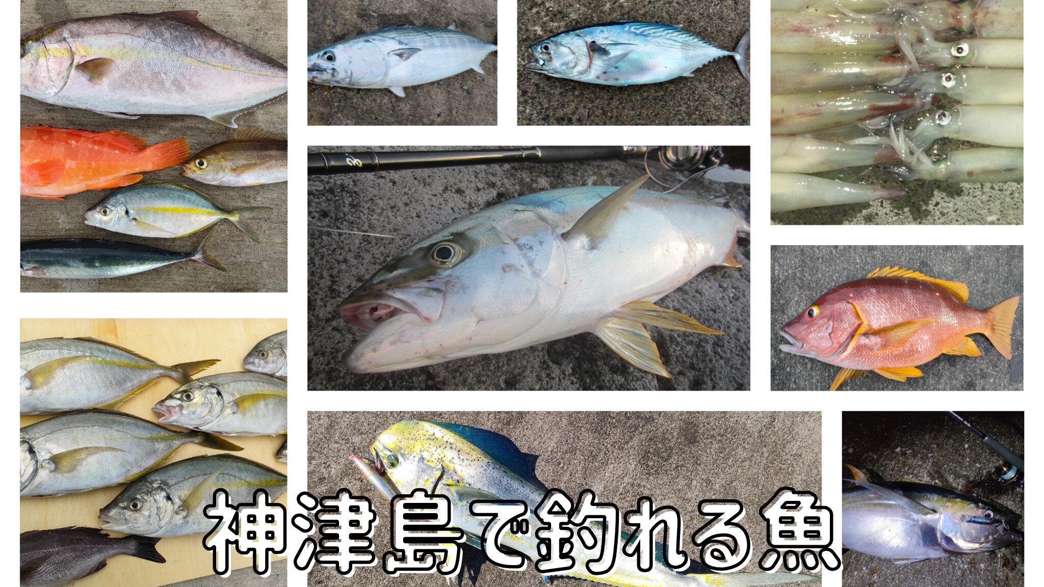 神津島で釣れる魚