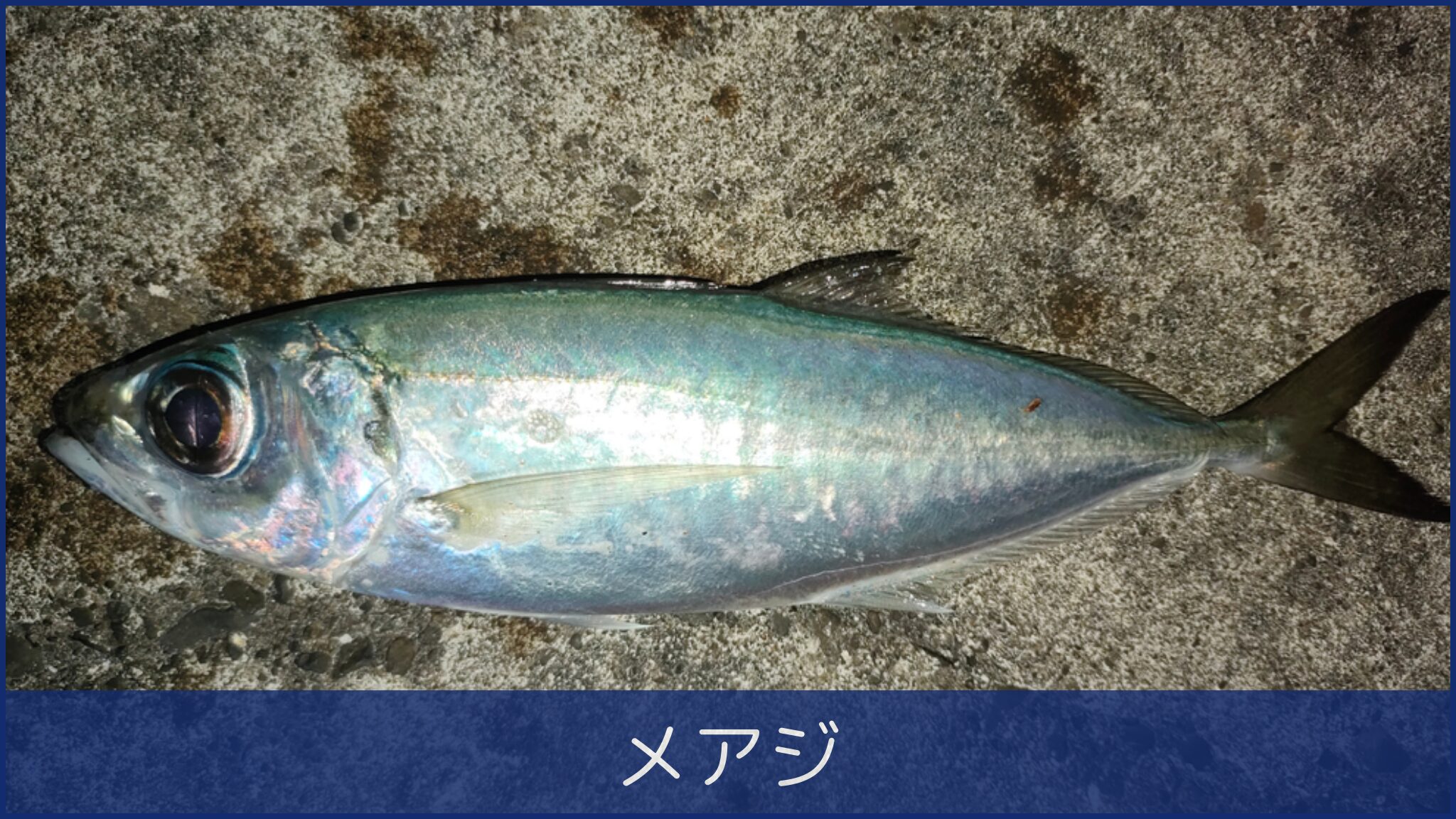 メアジ
