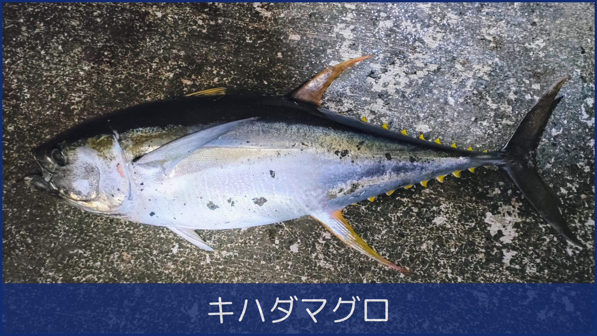 キハダマグロ