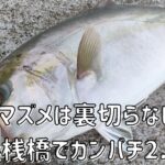 カンパチ2.8㎏