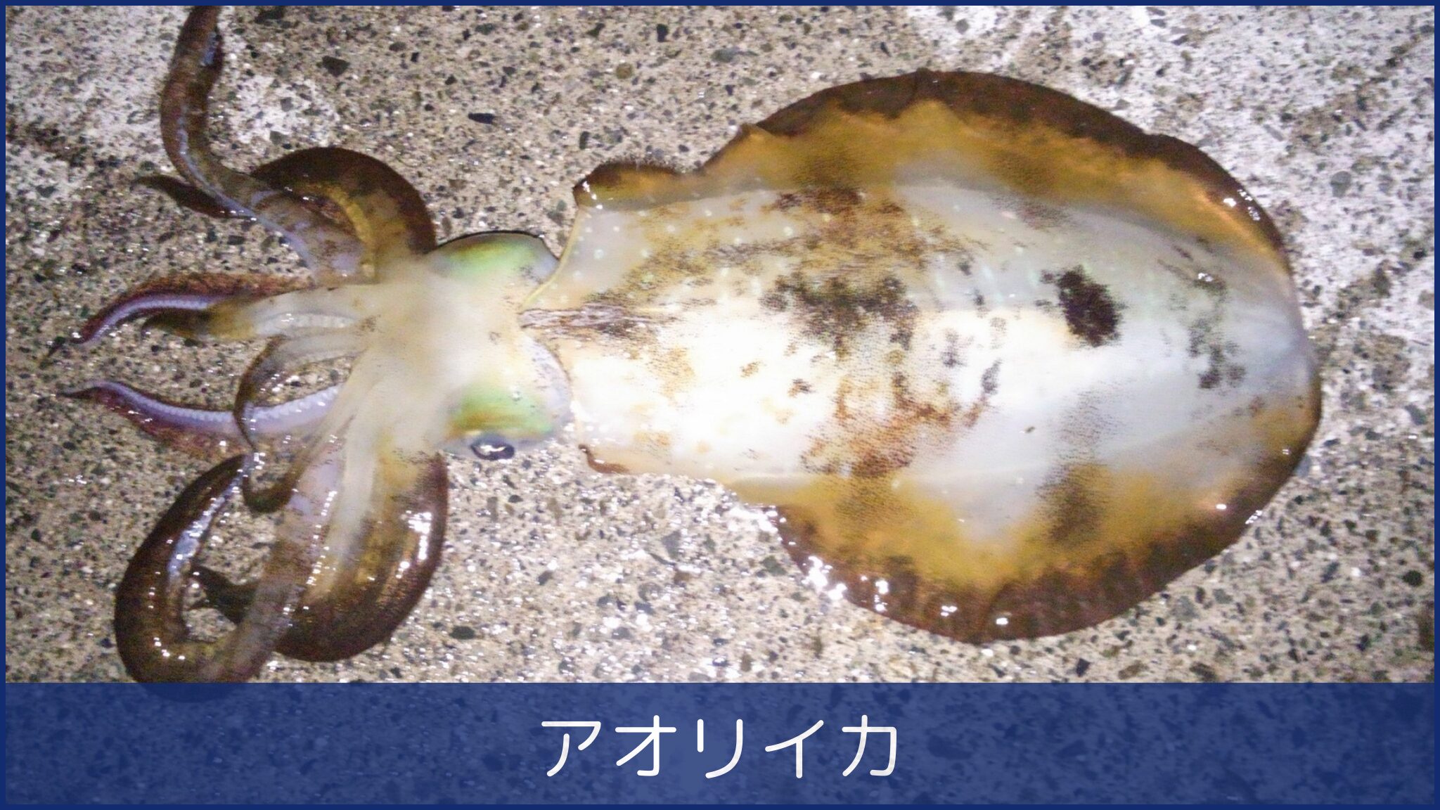 アオリイカ