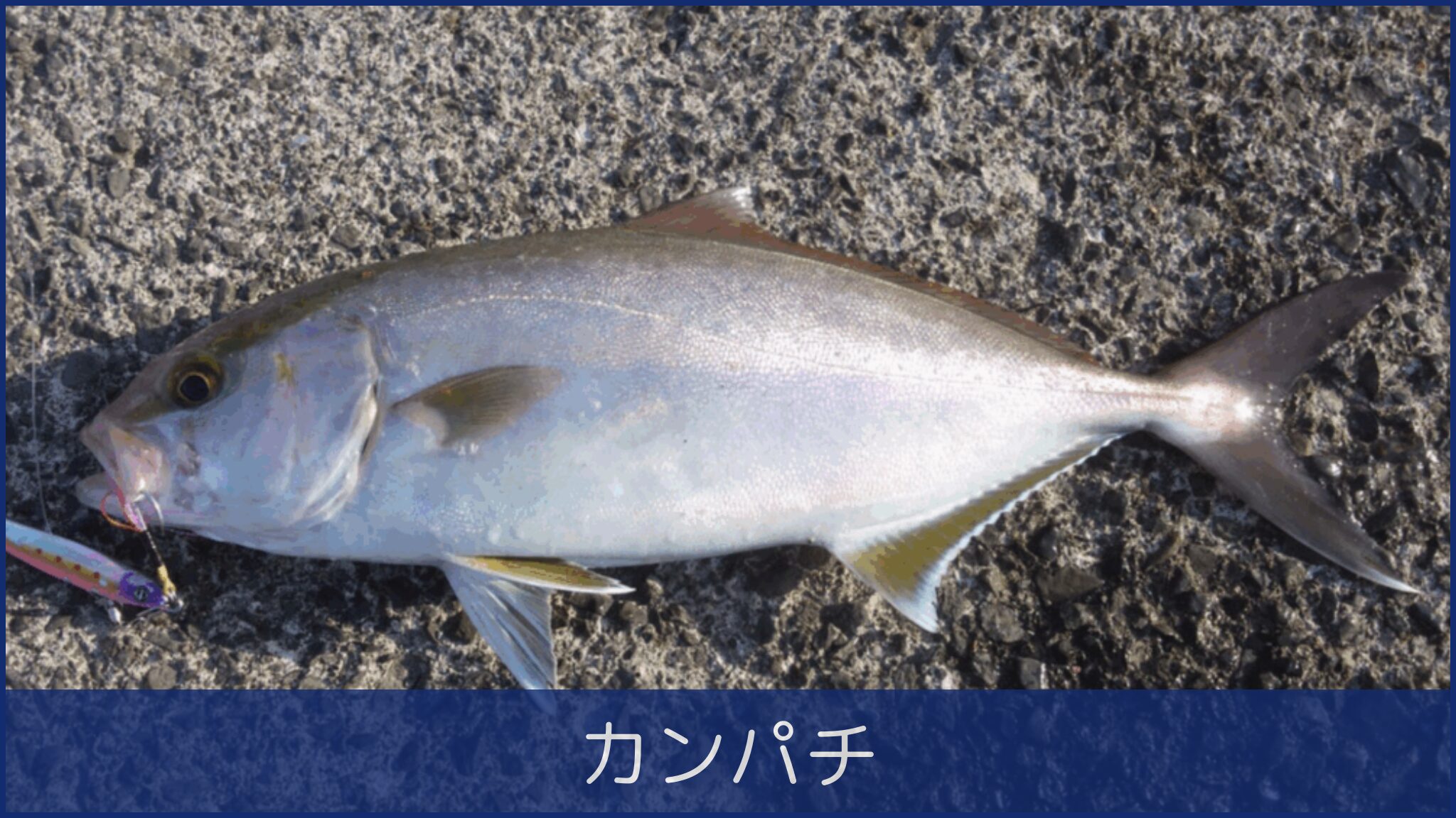 カンパチ
