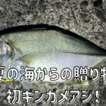初ギンガメアジ