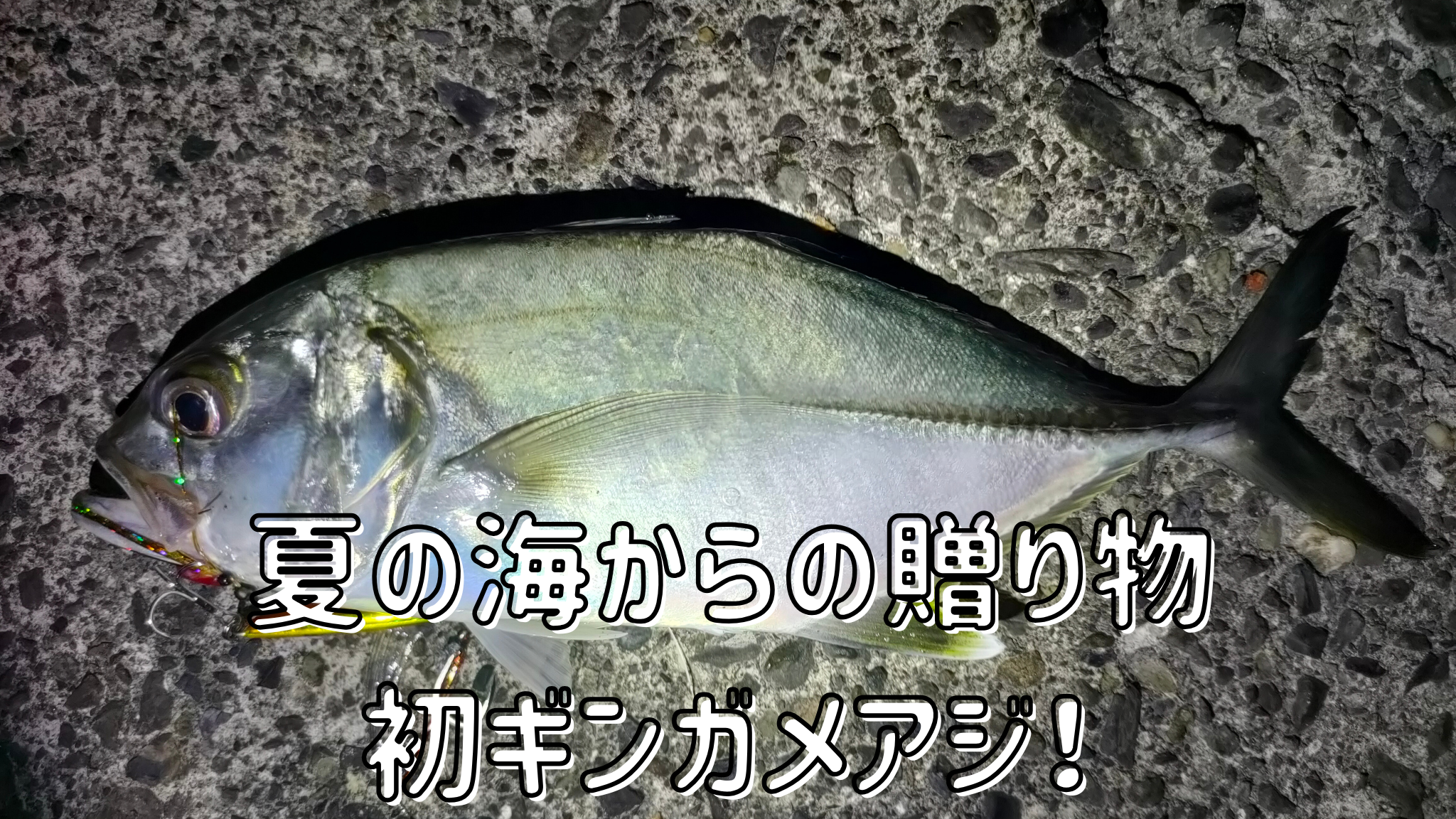 初ギンガメアジ