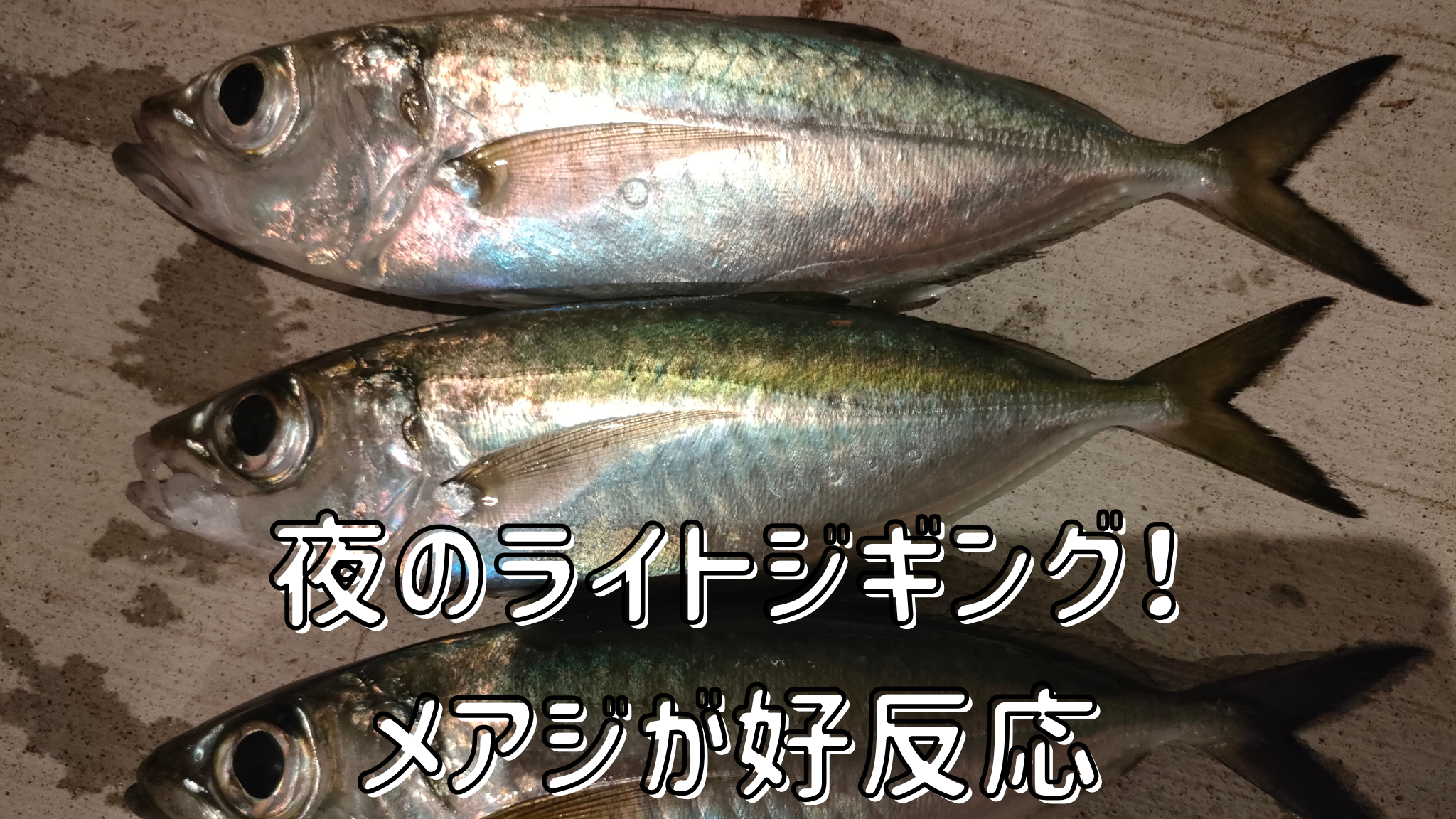 メアジ釣行