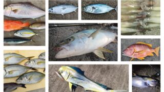 神津島で釣れる魚