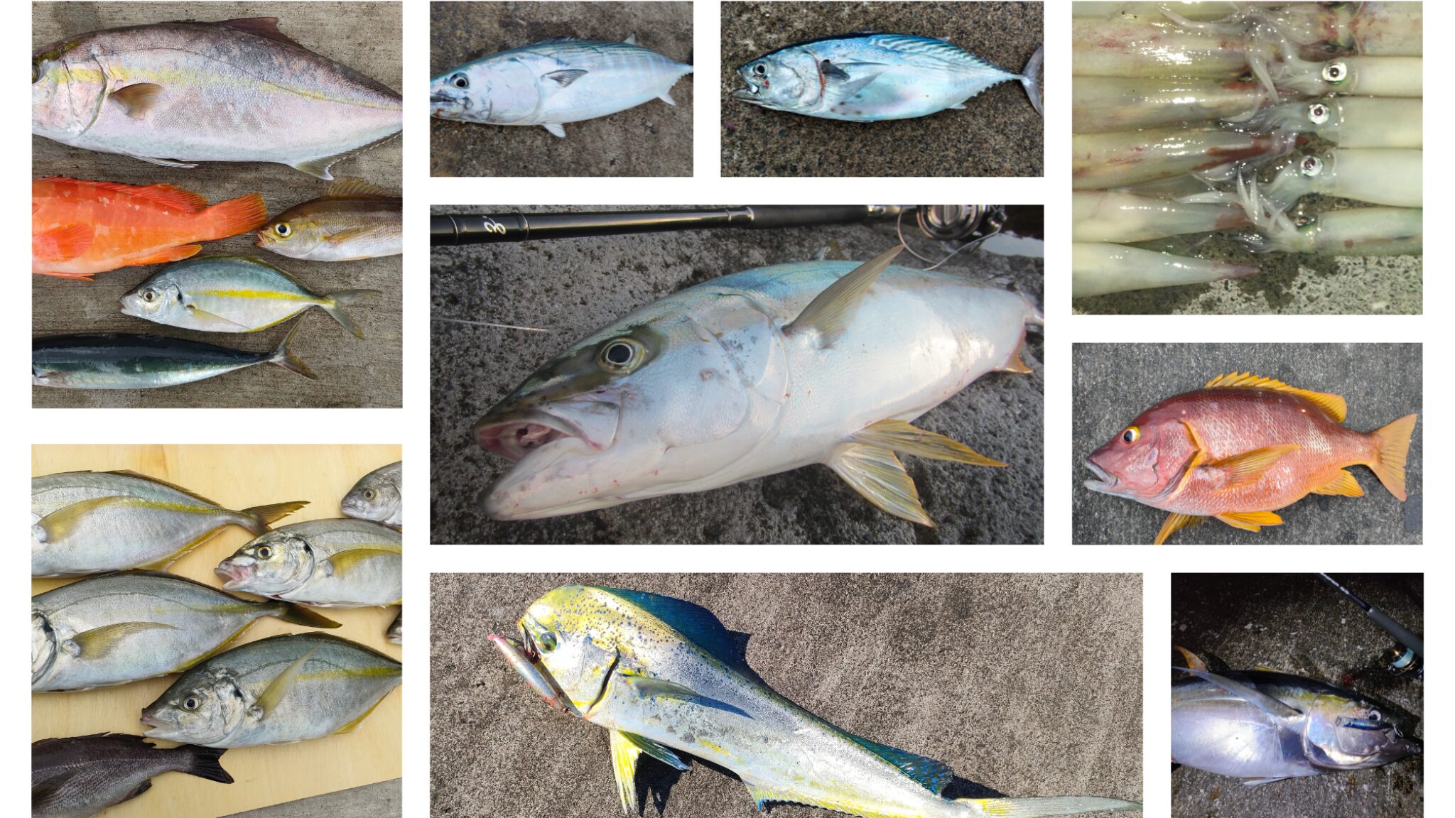 神津島で釣れる魚