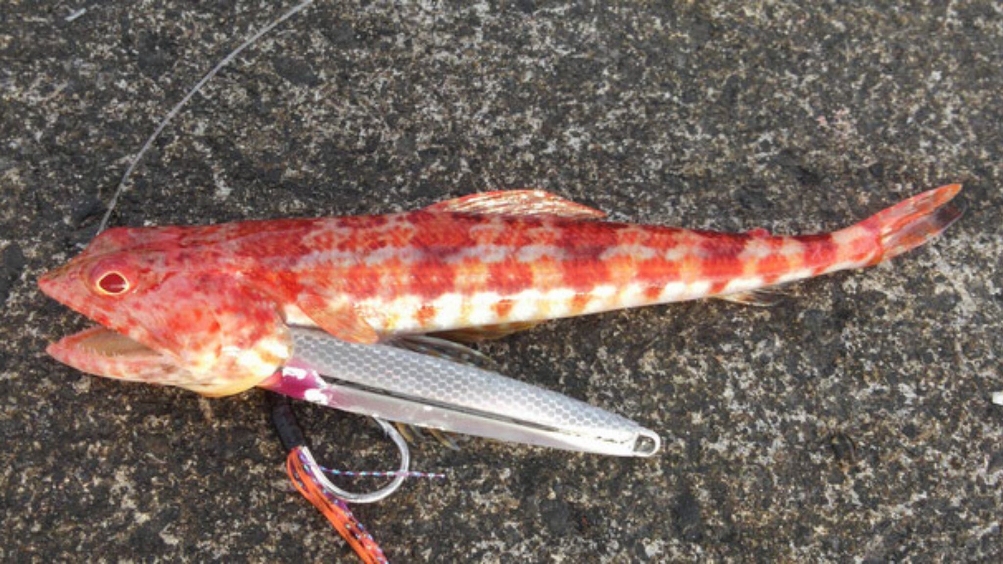 ミナミアカエソ