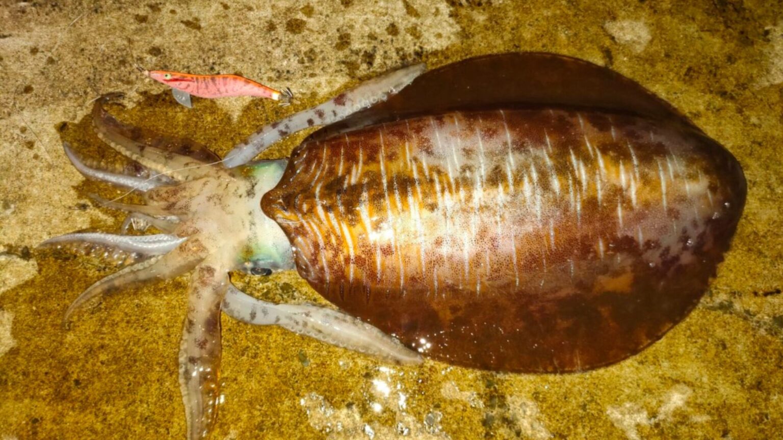 神津島で釣れたアオリイカ