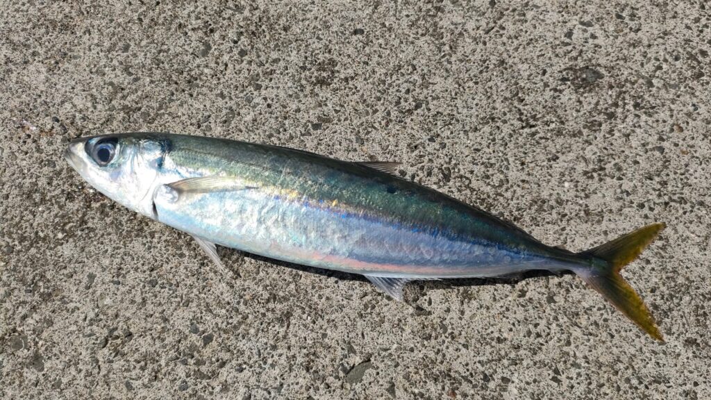 神津島のムロアジ