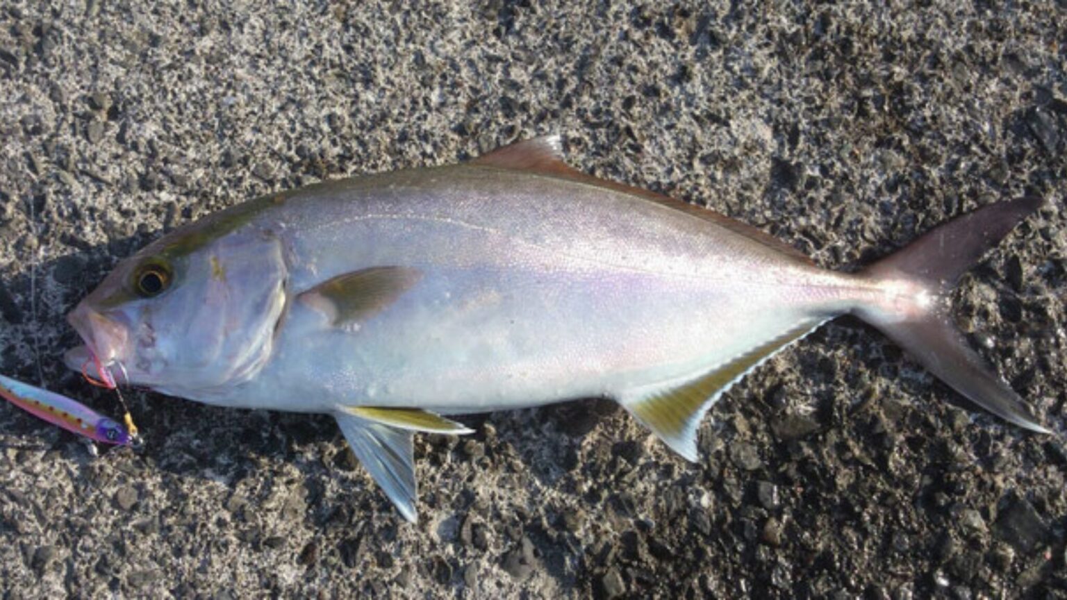 神津島で釣れたカンパチ
